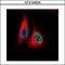 TEA Domain Transcription Factor 4 antibody, GTX104026, GeneTex, Immunofluorescence image 