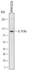 Interleukin 10 Receptor Subunit Alpha antibody, MAB2742, R&D Systems, Western Blot image 