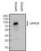 G Protein-Coupled Receptor 39 antibody, PA3-027, Invitrogen Antibodies, Western Blot image 