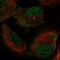 Phosphodiesterase 8B antibody, NBP1-86280, Novus Biologicals, Immunofluorescence image 