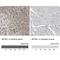 Zinc Finger And BTB Domain Containing 21 antibody, NBP1-82923, Novus Biologicals, Immunohistochemistry paraffin image 