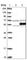 TRNA Methyltransferase 5 antibody, HPA000943, Atlas Antibodies, Western Blot image 