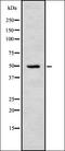 Tu Translation Elongation Factor, Mitochondrial antibody, orb378274, Biorbyt, Western Blot image 