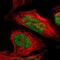 Zinc Finger Protein 148 antibody, NBP1-88668, Novus Biologicals, Immunofluorescence image 