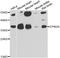 Laforin antibody, abx005308, Abbexa, Western Blot image 