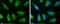 Solute Carrier Family 19 Member 2 antibody, GTX131042, GeneTex, Immunofluorescence image 