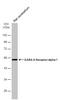 Gamma-Aminobutyric Acid Type A Receptor Alpha1 Subunit antibody, PA5-78386, Invitrogen Antibodies, Western Blot image 