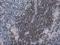 Vasodilator Stimulated Phosphoprotein antibody, NBP2-00555, Novus Biologicals, Immunohistochemistry paraffin image 