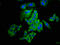 Claudin 6 antibody, LS-C674063, Lifespan Biosciences, Immunofluorescence image 
