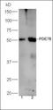 Phosphodiesterase 7B antibody, orb158127, Biorbyt, Western Blot image 