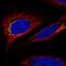 Macrophage Receptor With Collagenous Structure antibody, HPA063793, Atlas Antibodies, Immunofluorescence image 