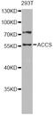 1-Aminocyclopropane-1-Carboxylate Synthase Homolog (Inactive) antibody, LS-C748490, Lifespan Biosciences, Western Blot image 