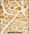 Cornulin antibody, LS-C167053, Lifespan Biosciences, Immunohistochemistry paraffin image 