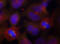 Synaptotagmin-2 antibody, TA333298, Origene, Immunofluorescence image 