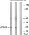 Mediator Complex Subunit 18 antibody, GTX87555, GeneTex, Western Blot image 