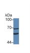 Klotho antibody, LS-C295046, Lifespan Biosciences, Western Blot image 