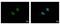 MSL Complex Subunit 3 antibody, NBP2-19419, Novus Biologicals, Immunofluorescence image 