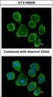 CD315 antibody, LS-B13230, Lifespan Biosciences, Immunocytochemistry image 