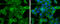 Insulin Receptor Substrate 4 antibody, GTX130865, GeneTex, Immunofluorescence image 