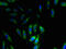 Small Nuclear Ribonucleoprotein Polypeptide G antibody, CSB-PA01535A0Rb, Cusabio, Immunofluorescence image 