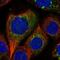 Isoleucyl-TRNA Synthetase 2, Mitochondrial antibody, NBP1-84637, Novus Biologicals, Immunofluorescence image 