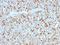 Alpha-1-antitrypsin antibody, M00720, Boster Biological Technology, Immunohistochemistry frozen image 