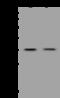 Empty Spiracles Homeobox 1 antibody, 205715-T40, Sino Biological, Western Blot image 