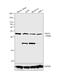 Platelet Derived Growth Factor D antibody, 40-2100, Invitrogen Antibodies, Western Blot image 