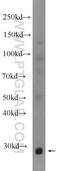 Mitochondrial RRNA Methyltransferase 2 antibody, 22556-1-AP, Proteintech Group, Western Blot image 