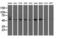 T-Complex 11 Like 2 antibody, LS-C115698, Lifespan Biosciences, Western Blot image 