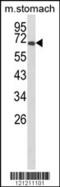 GLIS Family Zinc Finger 1 antibody, 63-685, ProSci, Western Blot image 