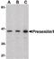 Presenilin 1 antibody, PA5-20376, Invitrogen Antibodies, Western Blot image 