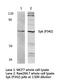 Spleen Associated Tyrosine Kinase antibody, LS-C175889, Lifespan Biosciences, Western Blot image 