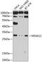 Membrane Spanning 4-Domains A12 antibody, 23-468, ProSci, Western Blot image 