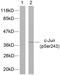 Jun Proto-Oncogene, AP-1 Transcription Factor Subunit antibody, abx012547, Abbexa, Western Blot image 