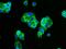 EPH Receptor B4 antibody, GTX02056, GeneTex, Immunofluorescence image 