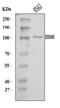 ER Degradation Enhancing Alpha-Mannosidase Like Protein 3 antibody, A10297-2, Boster Biological Technology, Western Blot image 