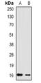 Ras Homolog, MTORC1 Binding antibody, orb382009, Biorbyt, Western Blot image 