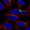 Kelch Like Family Member 15 antibody, HPA065730, Atlas Antibodies, Immunofluorescence image 