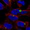 Kelch-like protein 15 antibody, HPA065730, Atlas Antibodies, Immunofluorescence image 