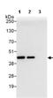 Actin Related Protein 2/3 Complex Subunit 1B antibody, ab99314, Abcam, Immunoprecipitation image 