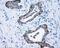 MCL1 Apoptosis Regulator, BCL2 Family Member antibody, NBP2-45773, Novus Biologicals, Immunohistochemistry frozen image 