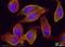 Ezrin antibody, ab41672, Abcam, Immunocytochemistry image 