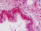 Phosphoinositide-3-Kinase Regulatory Subunit 2 antibody, MBS248357, MyBioSource, Immunohistochemistry frozen image 