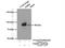 Glutaminyl-TRNA Synthetase antibody, 12645-1-AP, Proteintech Group, Immunoprecipitation image 