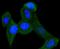 Phosphatidylethanolamine Binding Protein 1 antibody, NBP2-67560, Novus Biologicals, Immunocytochemistry image 
