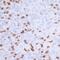 CD3 antibody, A700-016, Bethyl Labs, Immunohistochemistry paraffin image 
