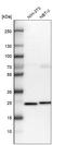 HMGE antibody, HPA036647, Atlas Antibodies, Western Blot image 