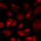 CD46 Molecule antibody, LS-C668222, Lifespan Biosciences, Immunofluorescence image 