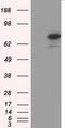 Hexose-6-Phosphate Dehydrogenase/Glucose 1-Dehydrogenase antibody, MA5-25125, Invitrogen Antibodies, Western Blot image 